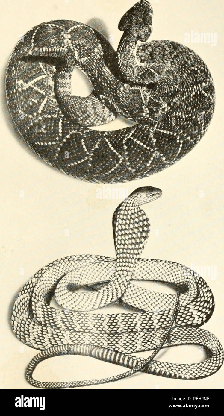 . Cold-blooded vertebrates: part I. Fishes. Fishes; Amphibians; Reptiles. PLATE 80. Upper: The diamond-back rattlesnake, Crotalus adcunantens^ largest and most feared of American poisonous snakes Lower: The hamadryad, or king cobra, Naja hannah^ largest of all poisonous snakes, reaching a length of eighteen feet, but slender of body. It inhabits southeastern Asia and preys exclusively on other snakes, though it will attack man if disturbed. Please note that these images are extracted from scanned page images that may have been digitally enhanced for readability - coloration and appearance of t Stock Photo