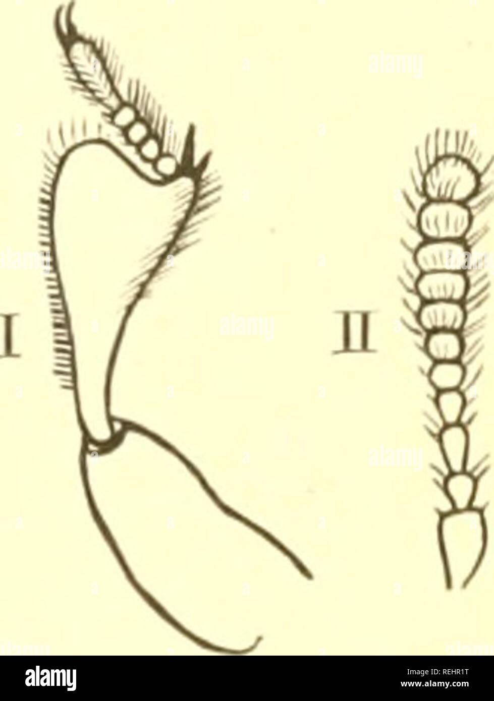 Aiiii Stock Photos Aiiii Stock Images Alamy