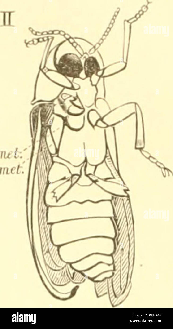 . Coleoptera Neerlandica : de schildvleugelige insecten van Nederland en het aangrenzend gebied. Beetles. t ps.uu t.' ff)JU lltcl. l'ii:. 7S. I.u iiipy r i s ii itr ( i 1 llc:i L. I. Ilov.'iuijili- vail h,'l 5. II. t)ljdiT/,lJlil' VÃ¼ll llrl f^. Olig. korc, gcwoonlijl; vrij diclit Uijcciistaaiule; in dun rc-gcl ii-lcdig, licc :e liil kort cii breed CI-aiii|iy- riiii) of wel Ucgclvoniiig en l)ijnn gelijl; aan het ie; liet eindlid veelal op den top van een Uleii'i, kegelvormig aanhangsel voorzien. â Oogen hij het &lt;? in den regel zeer groot, den geheelen kop bijna innemend, aan den binnenrand  Stock Photo