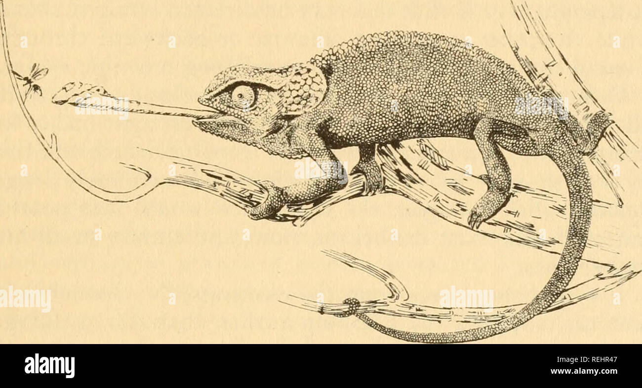 Cold-blooded vertebrates: part I. Fishes. Fishes; Amphibians; Reptiles.  LIZARDS lectors. The Old World family, Lacertidae, of which the wall lizard  of Europe is a common example, has been assiduously studied by