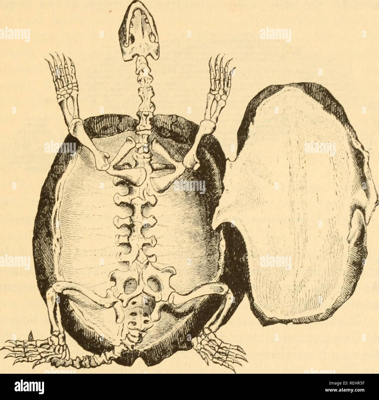 . Cold-blooded vertebrates: part I. Fishes. Fishes; Amphibians ...