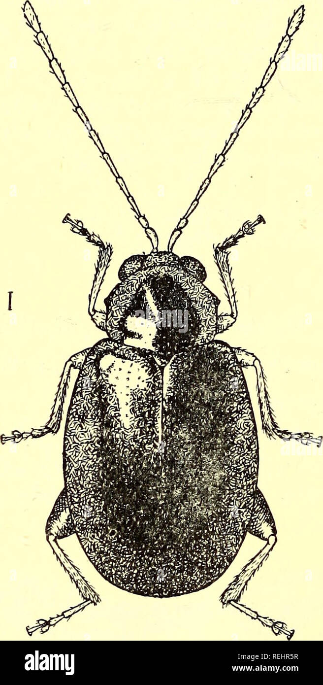 Coleoptera. Chrysomelidæ. Chrysomelidae; Beetles. 410 HALTICINiE. 331.  Tegyrius metallicus, Jacoby. Tegyrius metallicus, Jac, Proc. Zool. Soc.  Lond. 1887, p. 97. Body ovate, subcylindrical. Colour of upper side  metallic greenish-aeneous; legs, the