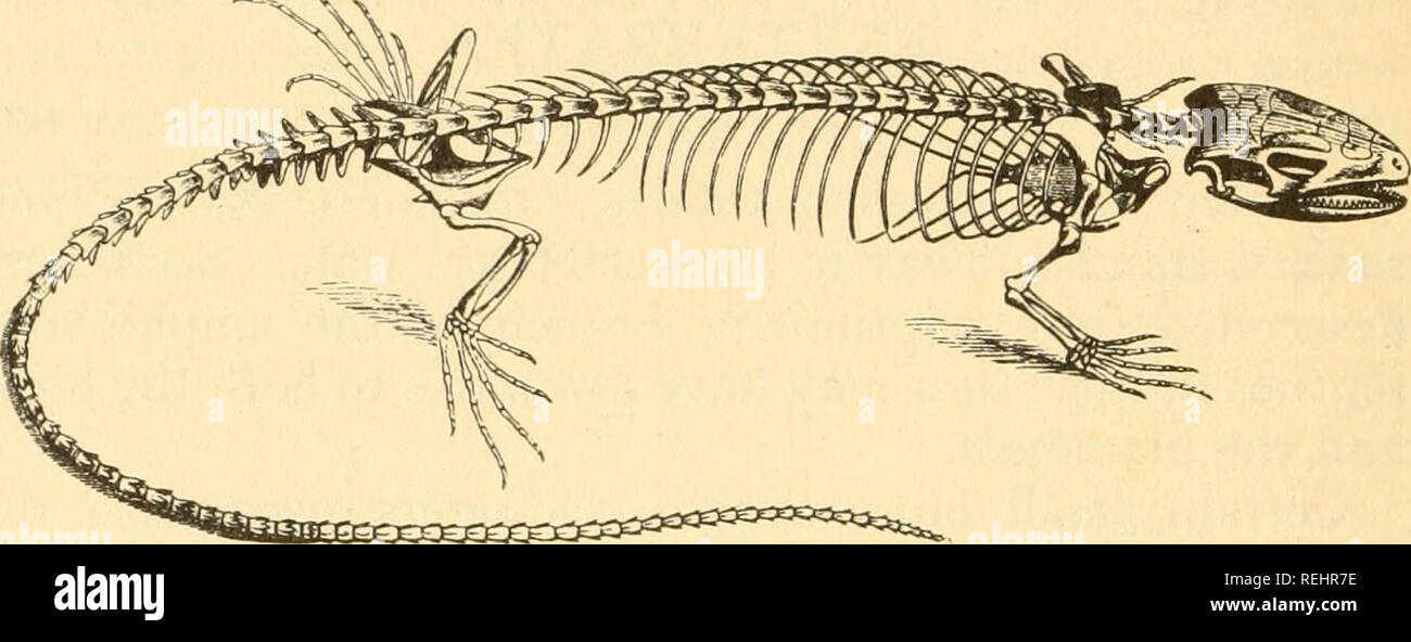 . Cold-blooded vertebrates: part I. Fishes. Fishes; Amphibians; Reptiles. REPTILES in some of the turtles this organ is really two-chambered, since only an incomplete partition divides the two re- ceiving chambers (auricles). This tendency of the auricle to become divided, however, is also shared by the ventricle (pumping-out chamber) so that these turtles appear to be developing a four-chambered heart. But, so far, the. Fig. 77. Skeleton ot a lizard, showing fully developed ribs attached to the breastbone. After Brehms reptiles of only one order, the Crocodylia, have actually achieved a four- Stock Photo