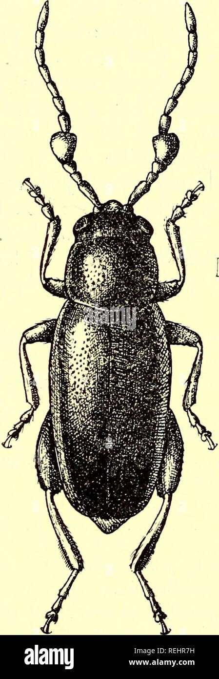 . Coleoptera. Chrysomelidæ. Chrysomelidae; Beetles. 378 HALTICJNJJE. confluent at the apex with the suture, reddish-piceous ; antenna? piceous with the three basal segments entirely, and the fourth partly, reddish-brown ; legs entirely red-brown; underside piceous. Pronotum finely punctate. Elytra very densely punctate, the punctures arranged to some extent in longitudinal series. Fifth segment of the antenna? in the male long and somewhat thickened. Length, 2 mm. Burma. Type apparently unknown. 297. Phyllotreta oncera, sp. nov. Body oblong, parallel-sided. Colour black, with a slight bronzy t Stock Photo