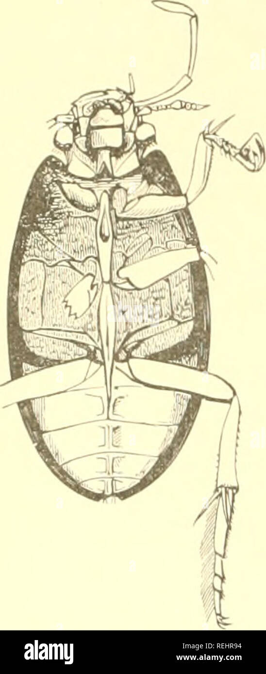 . Coleoptera Neerlandica : de schildvleugelige insecten van Nederland en het aangrenzend gebied. Beetles. 636 XLII Hydrophilidae.. verbreed, bij uit/,onderiiij5 elkaar niec aanrakende. Acluerpooten al of niet tot zwemmen ingericht; in liet eerste geval de middel- en aclucrtar'^en van zwemimrcn voorzien; zeldzamer zijn de schenen tot graven gescliikt en met krachtige, veel minder niet lijne doornen bezet (S p li aerid i inae). Tarsen altijd 5-lcdig, doch verschillend gevormd; bij de Hydrophi- linae is het eerste tarslid weinig zichtbaar.— Onderzijde van liet lichaam bij de waterbewoners geheel  Stock Photo