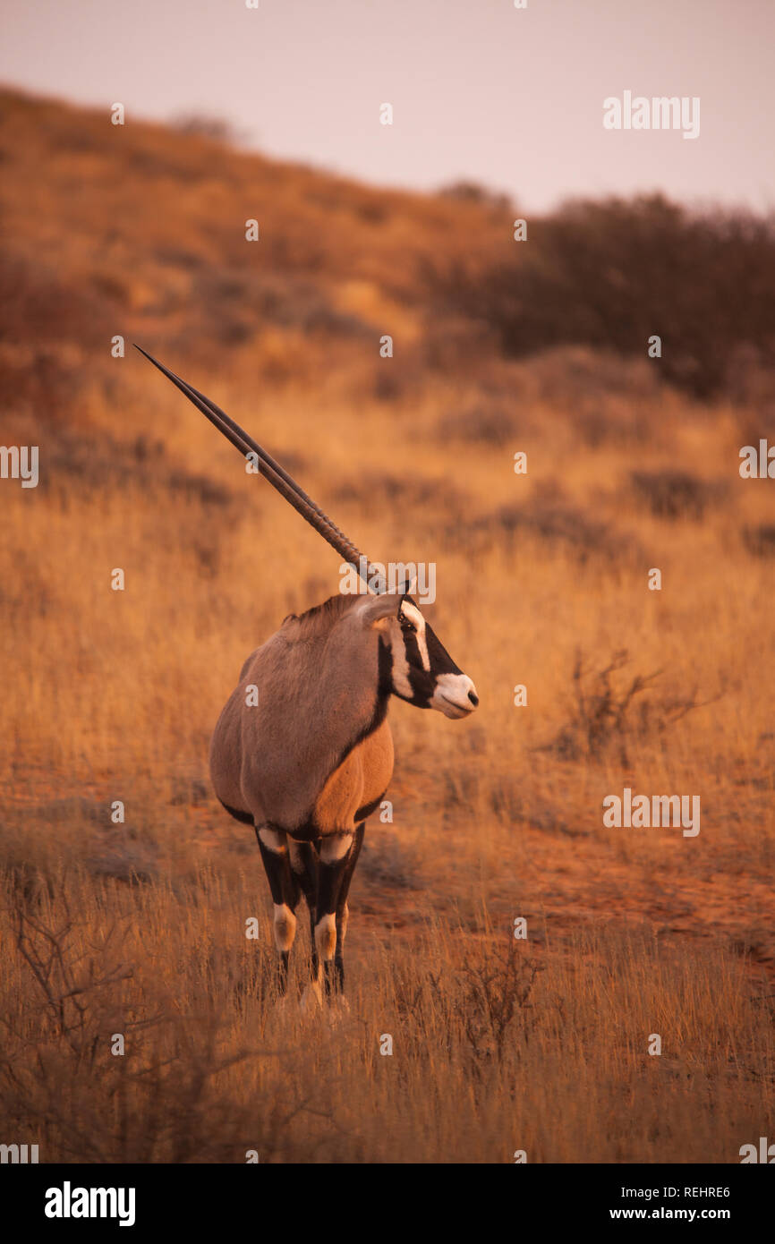 Oryx Stock Photo - Alamy