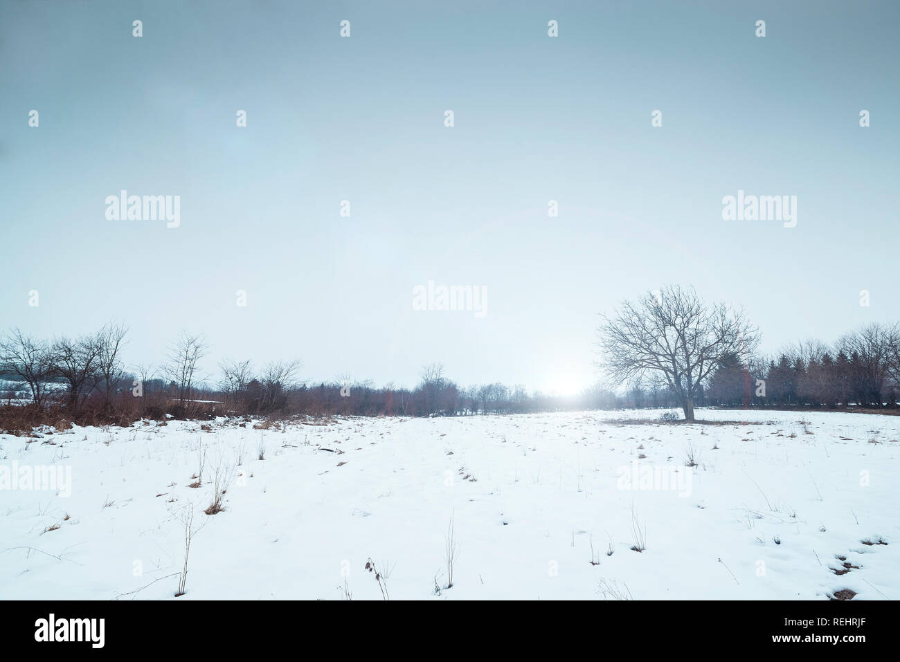 Winter landscape snowy field and tree Stock Photo - Alamy