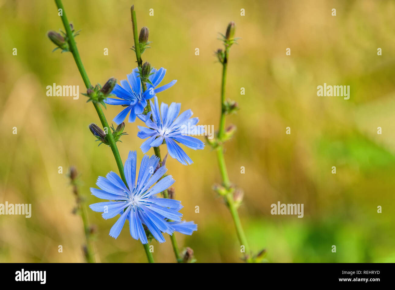 Common flowers of chicory or Cichorium intybus, commonly called blue sailors, chicory, coffee grass or Sukori, is a grassy perennial plant. Coffee sub Stock Photo