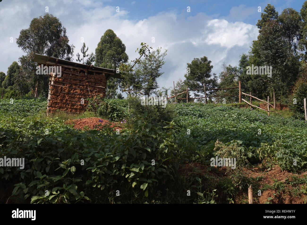 A farmworker's hut in a small farmstead, Uganda Stock Photo