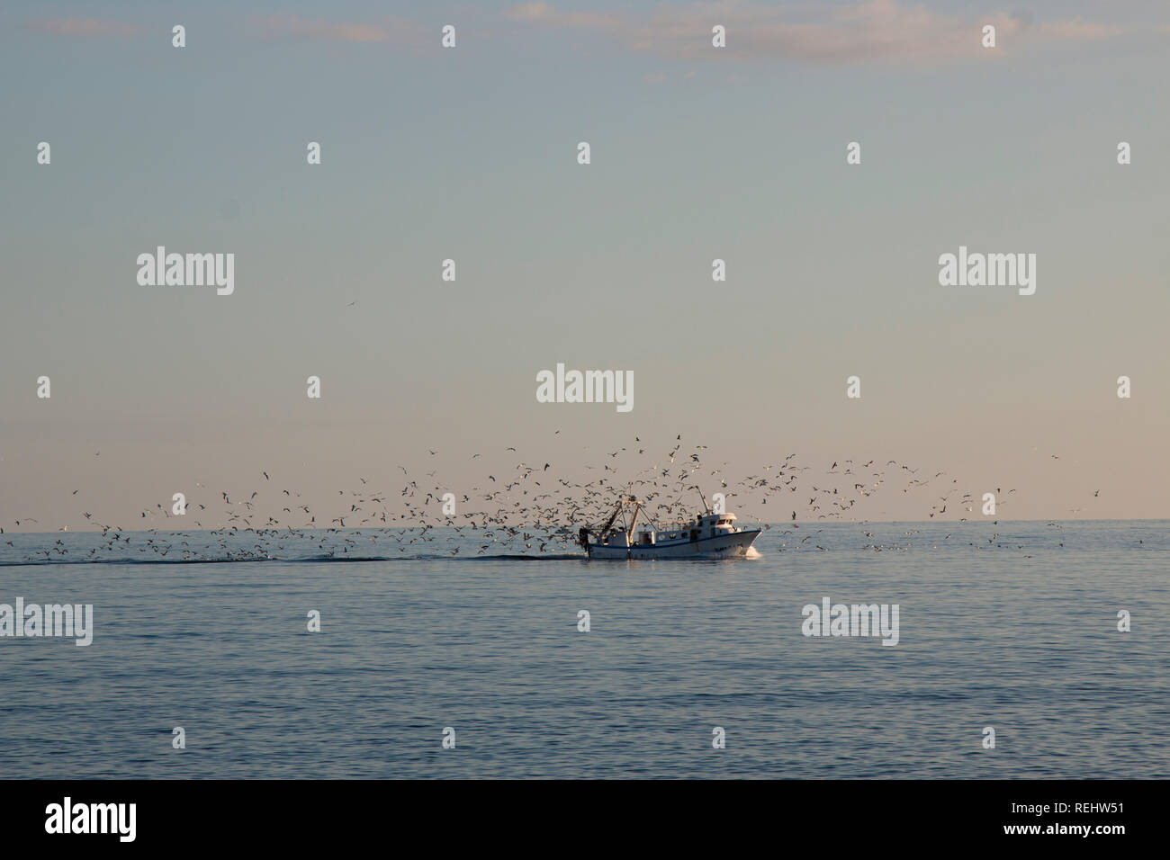 A fishing boat comes into dock with seagulls all around Stock Photo