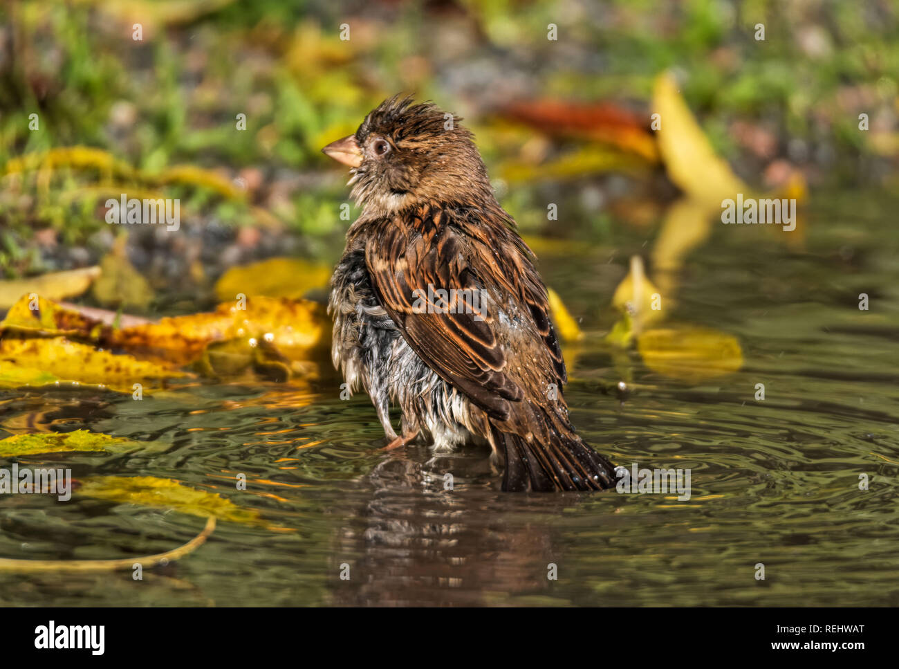 house sparrow taking a bath in a puddle of rainwater Stock Photo