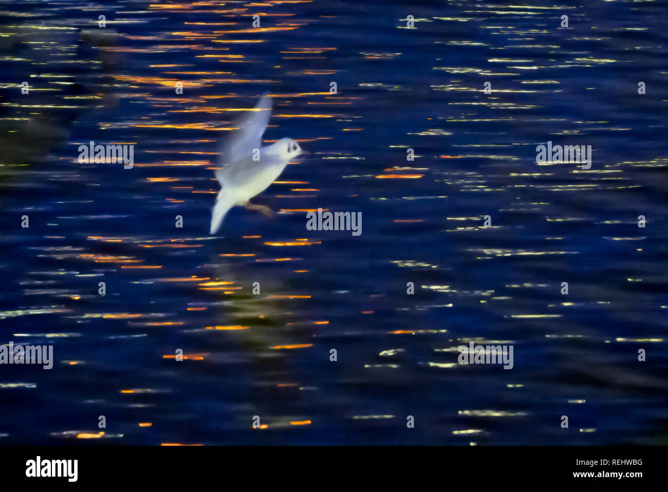 black-headed seagull flying over water at night Stock Photo