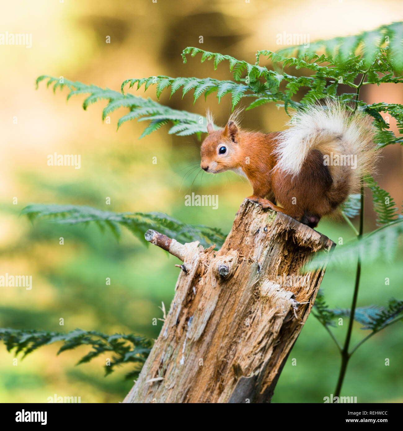 A red squirrel perched on the top of an old tree stump looking backwards with its tail curled around its body, covered with ferns. Stock Photo