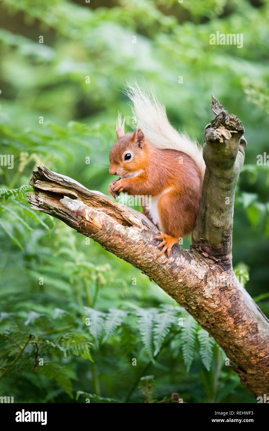 A red squirrel feeding & sitting on a branch in woodland surrounded by ferns with its tail curled up behind it. Stock Photo
