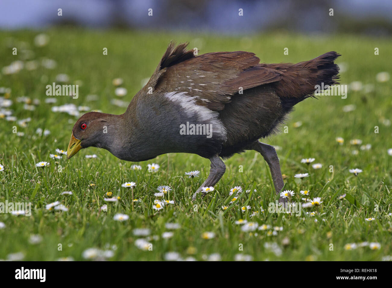 Adult Tasmanian Native Hen, an endemic species to Australian state of Tasmania, with blade of grass in beak in field of white daisies. Stock Photo