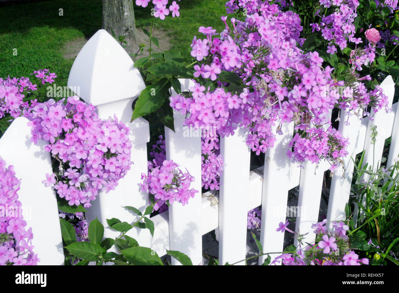 Picket Fence with Phlox Stock Photo