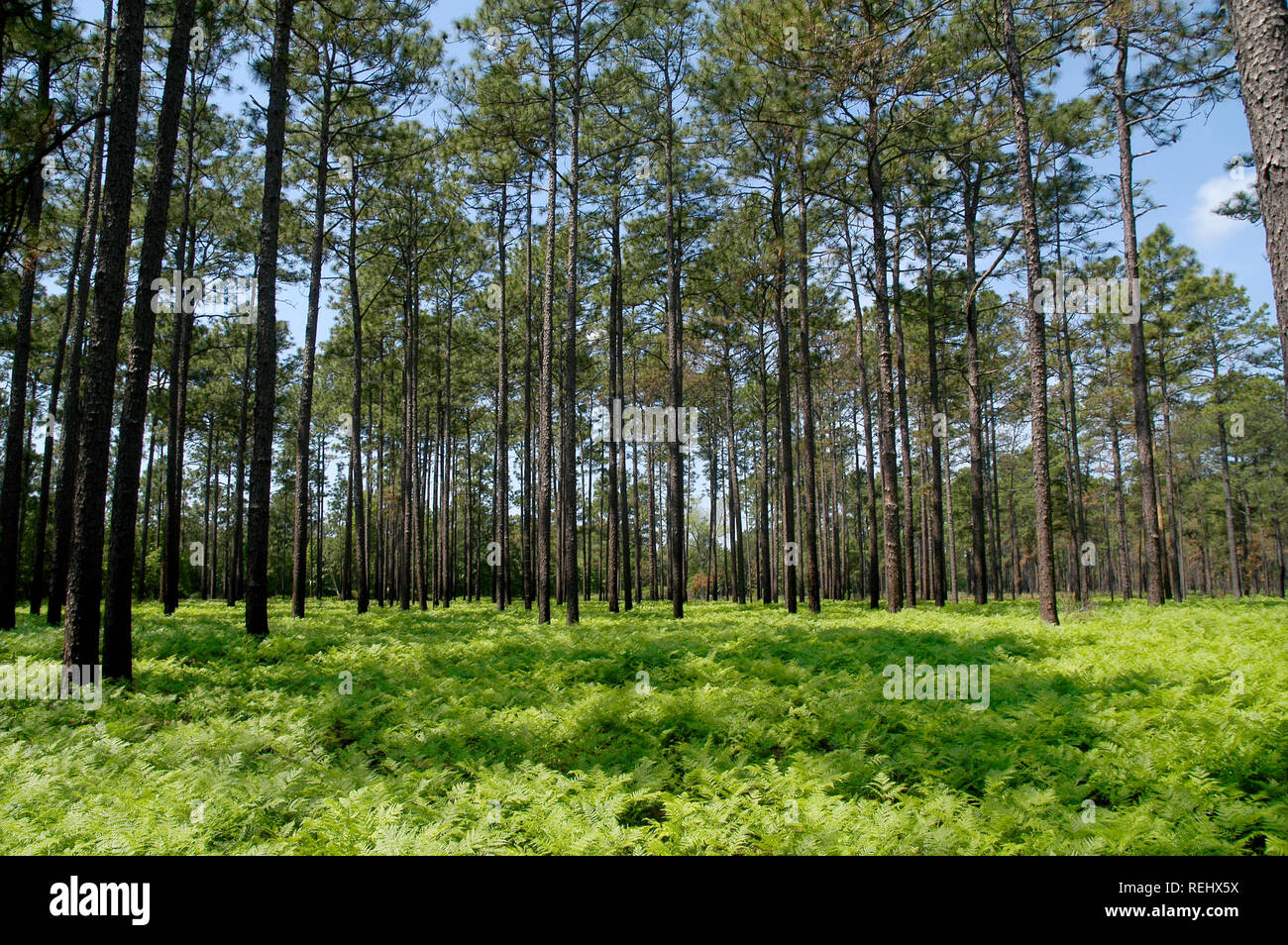 Pine Forest and Ferns Stock Photo