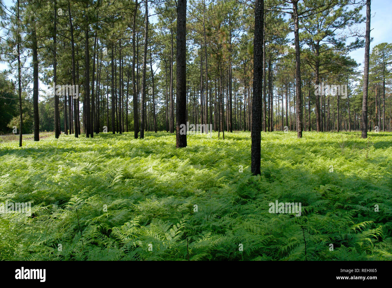Fern glade reserve hi-res stock photography and images - Alamy