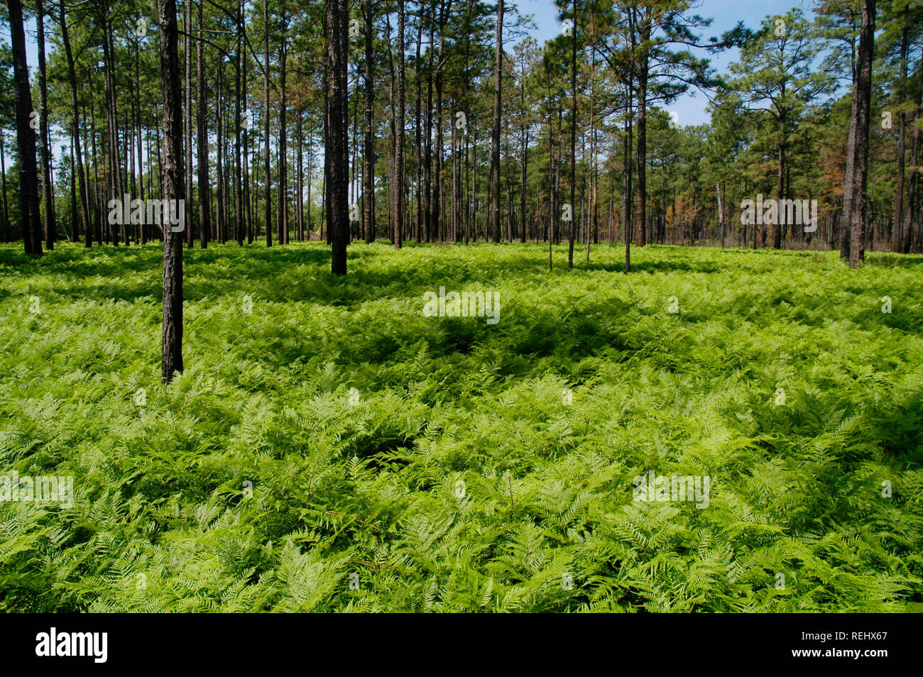 Pine Forest and Ferns Stock Photo
