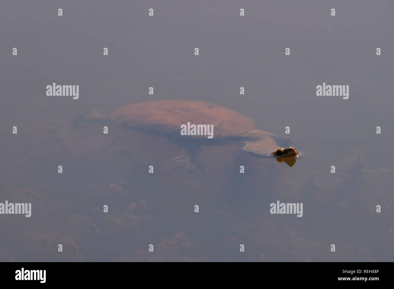Australian snake necked turtle hi-res stock photography and images - Alamy