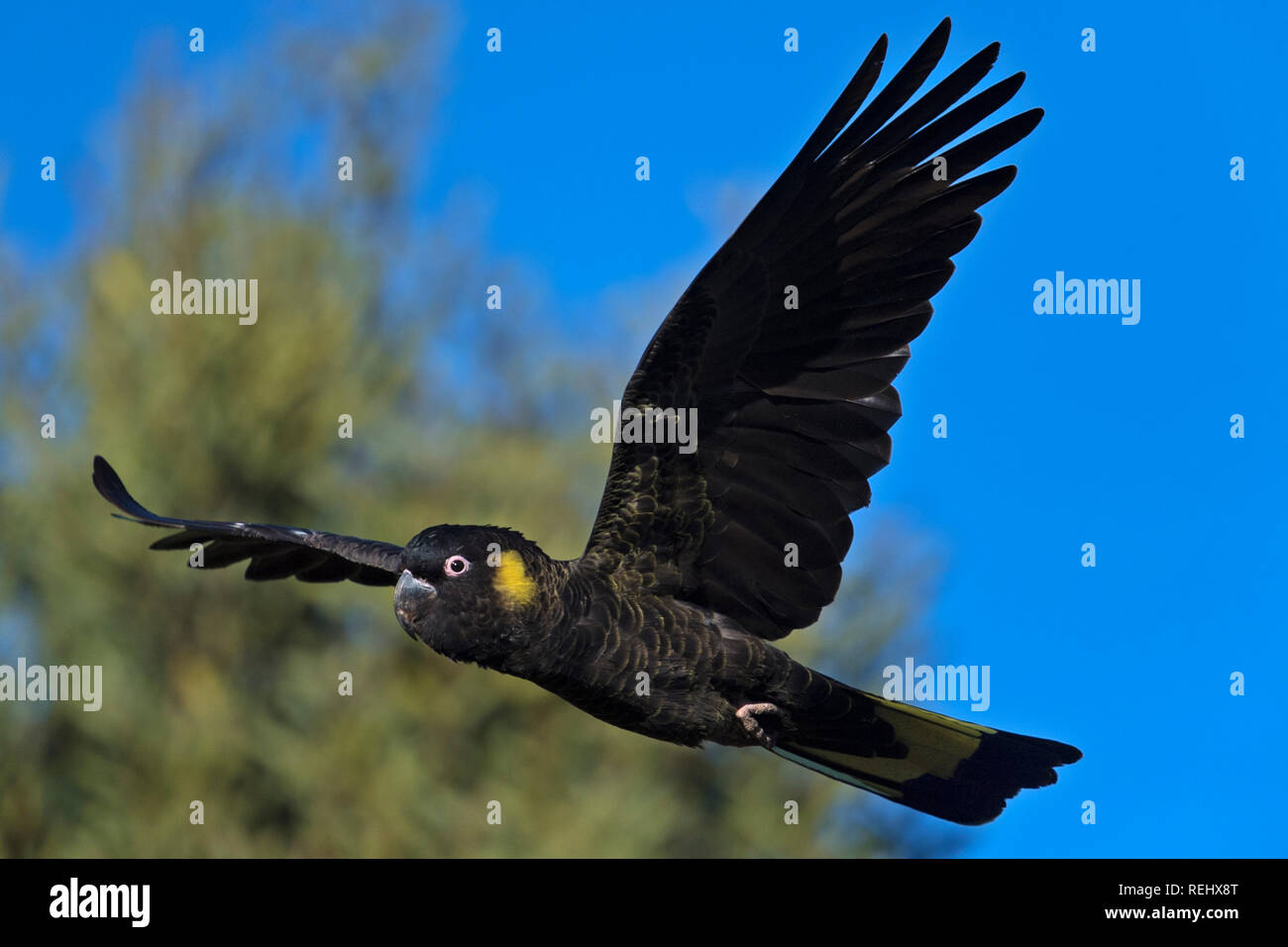 yellow tailed black cockatoo calyptorhynchus funereus close up in