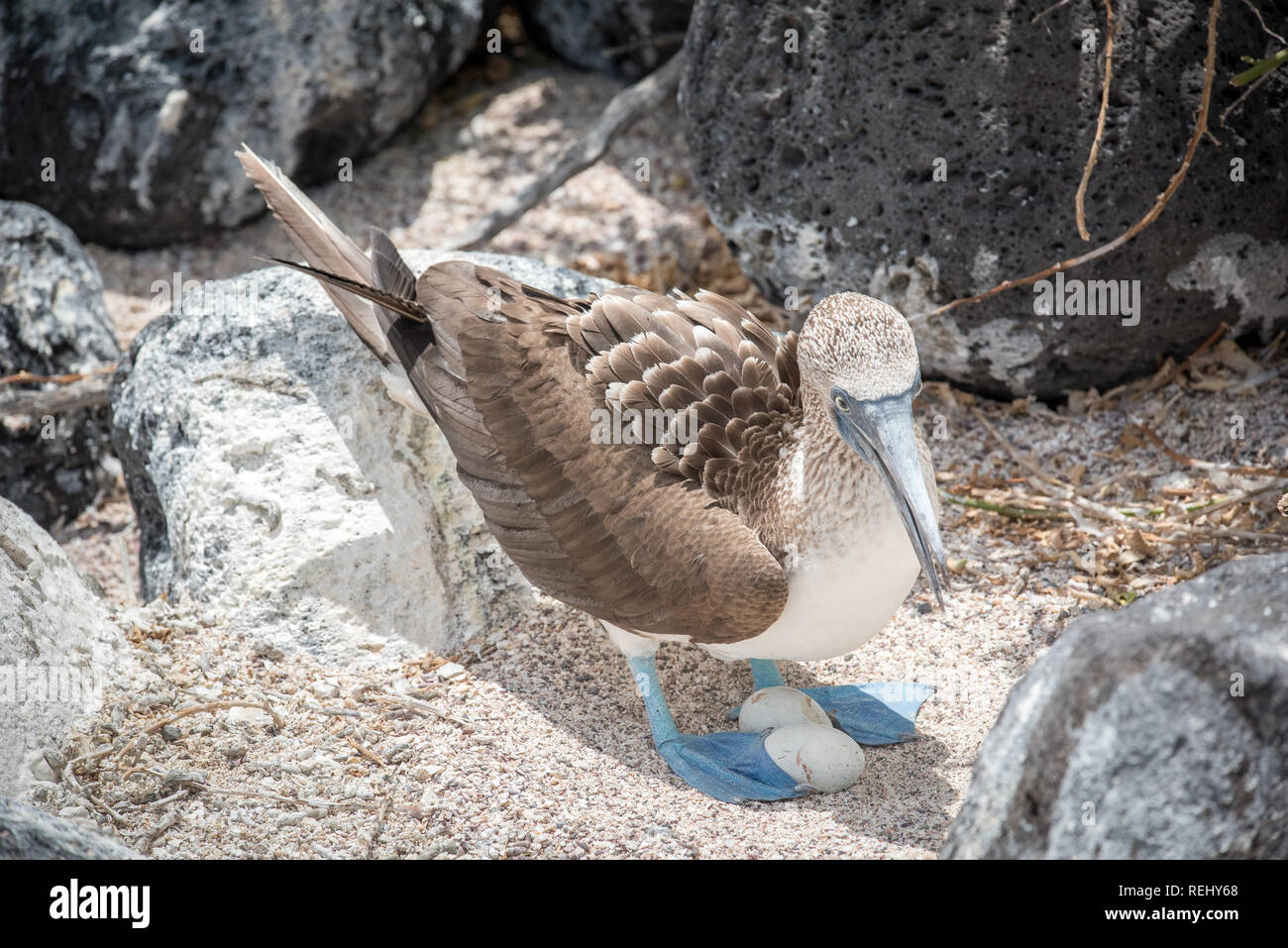 Blue-Footed Booby and her eggs in Galapagos Stock Photo - Ala…