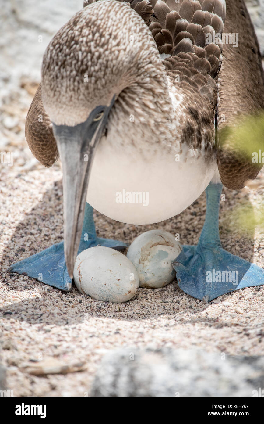 Blue Footed Booby And Her Eggs In Galapagos Stock Photo Alamy Blue Footed Booby And Her Eggs In Galapagos Stock Photo Alamy