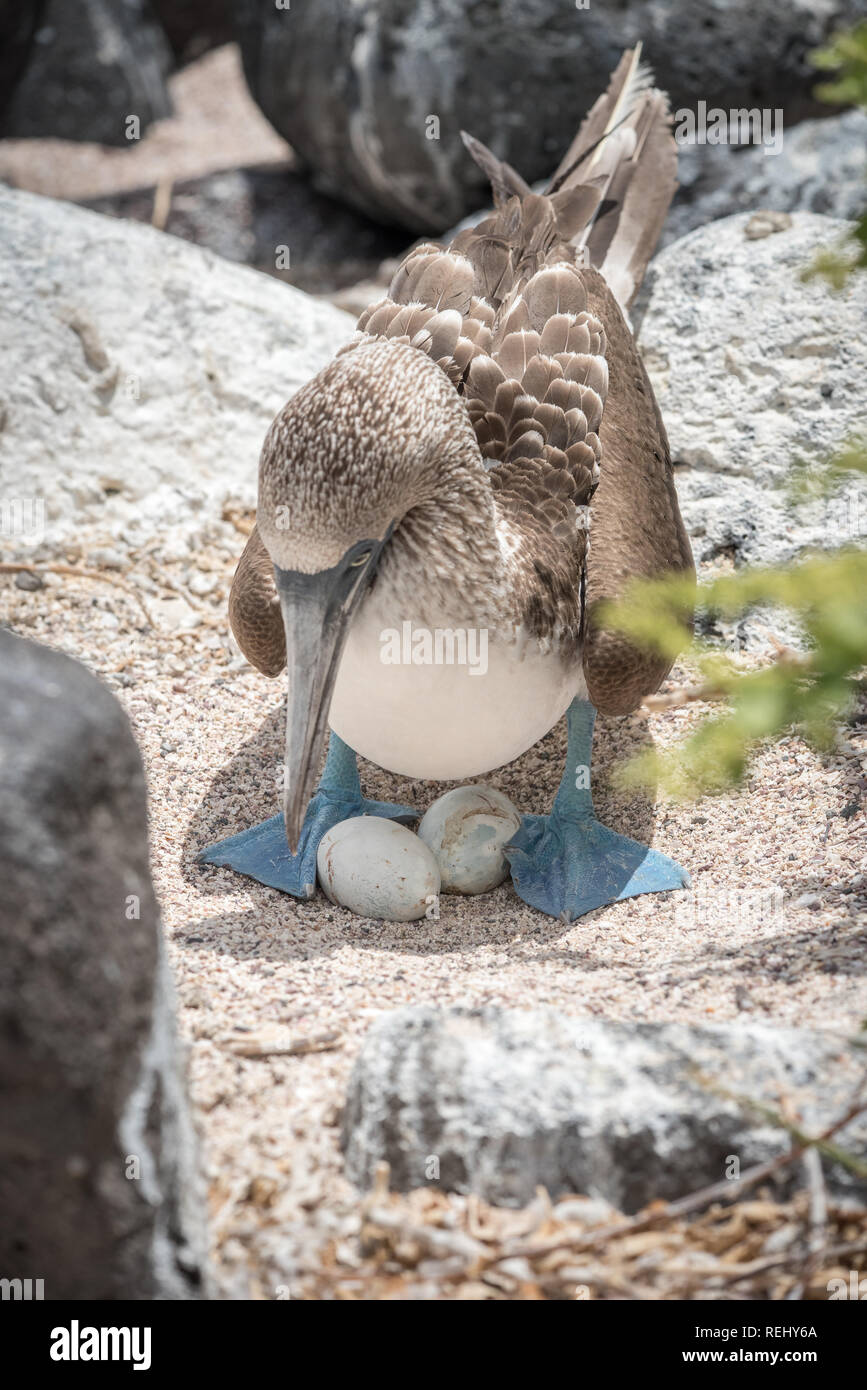 Blue Footed Booby And Her Eggs In Galapagos Stock Photo Alamy Blue Footed Booby And Her Eggs In Galapagos Stock Photo Alamy
