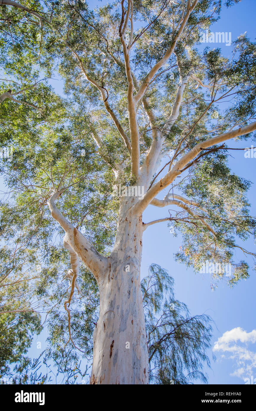 Gum Tree on a Sunny Day (Eucalyptus) Stock Photo