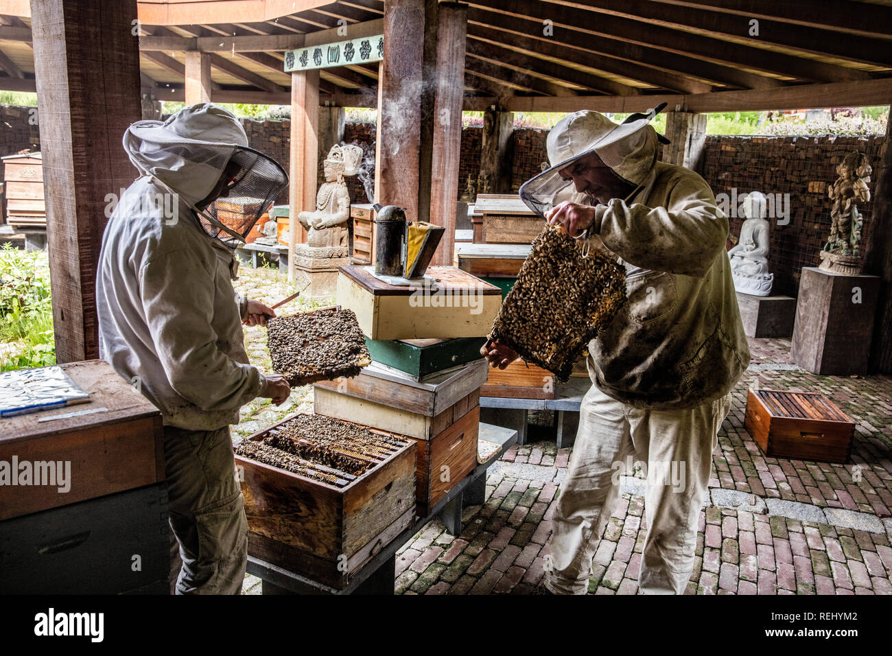 Two queen bees hi-res stock photography and images - Alamy