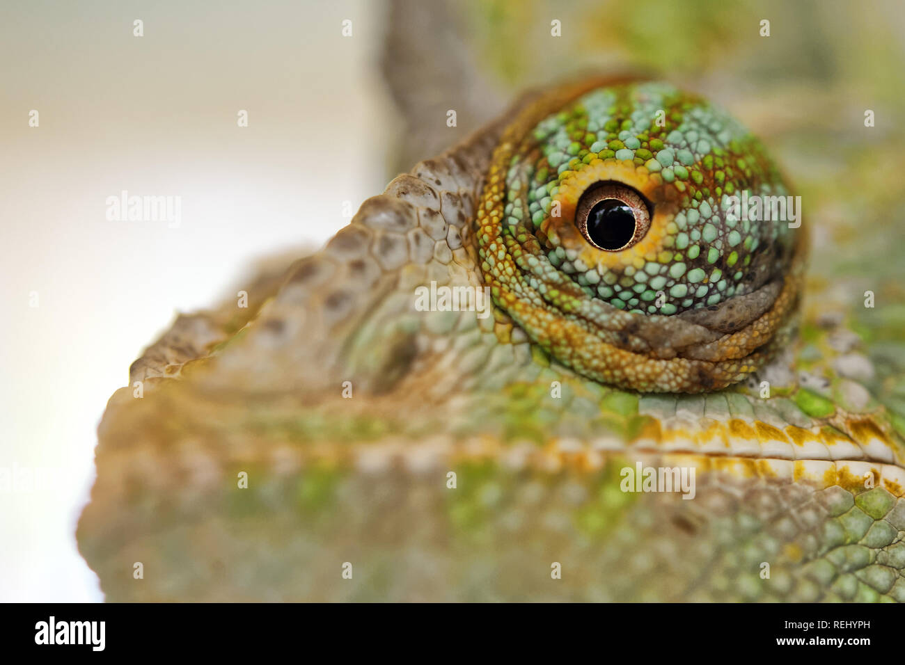 Veiled chameleon eye Chamaeleo calyptratus Stock Photo Alamy