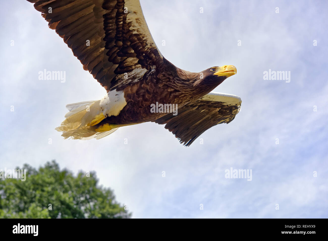 Young Steller’s sea eagle - Haliaeetus pelagicus Stock Photo