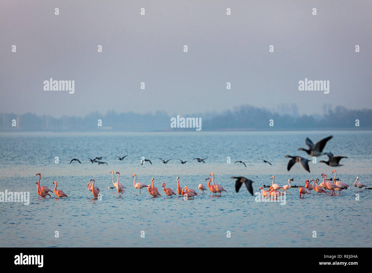 The Netherlands, Battenoord, hamlet on the island Goeree-Overflakkee, lake called Grevelingenmeer. Wintering place for flamingos. Barnacle geese. Stock Photo