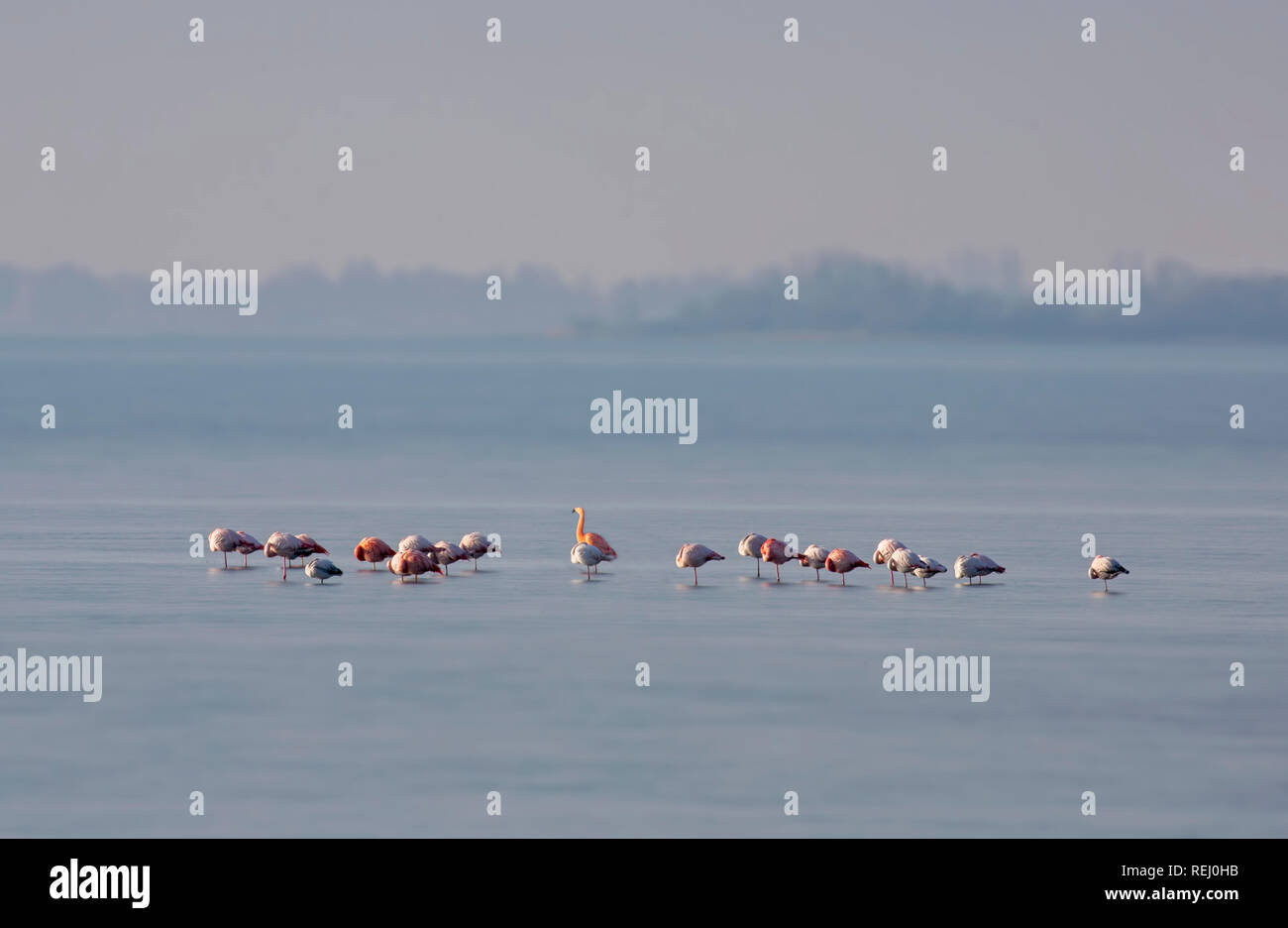 The Netherlands, Battenoord, hamlet on the island Goeree-Overflakkee, lake called Grevelingenmeer. Wintering place for flamingos. Blurred motion. Stock Photo