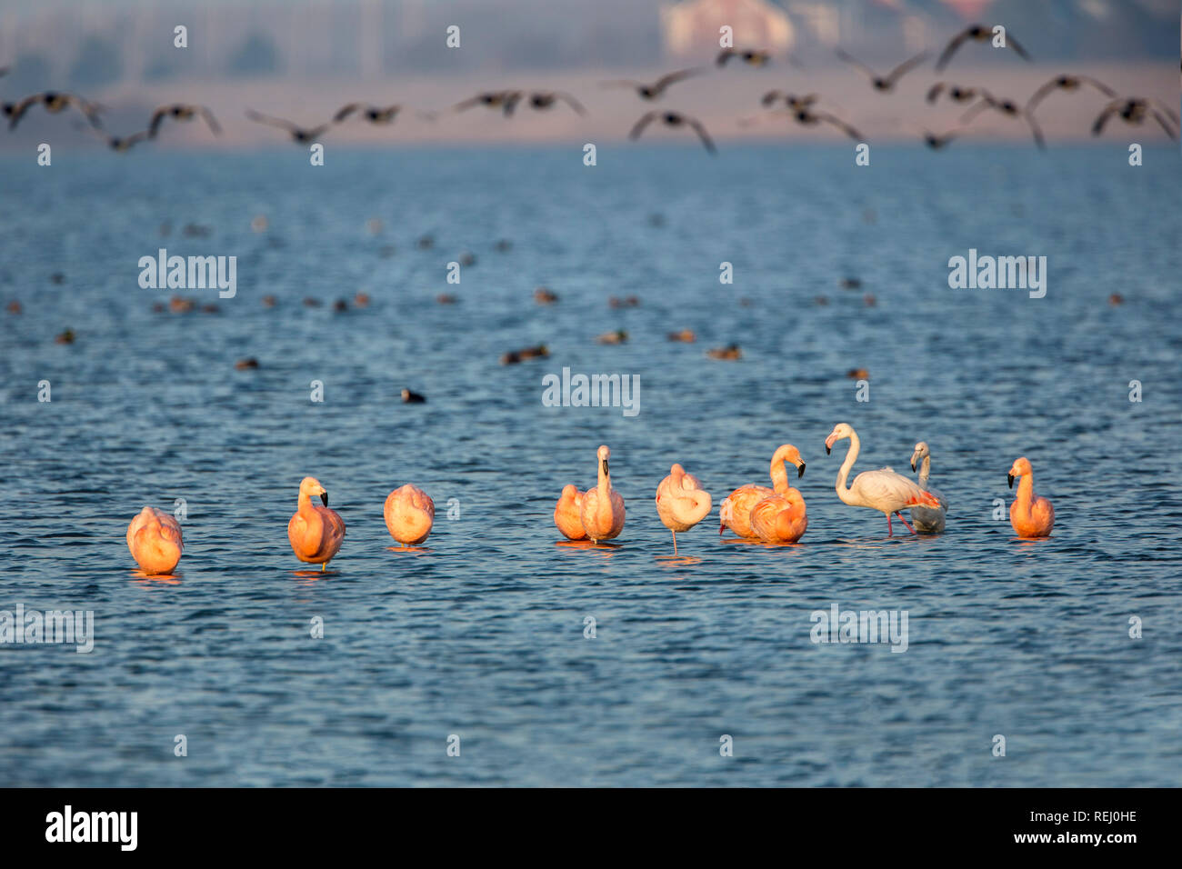 The Netherlands, Battenoord, hamlet on the island Goeree-Overflakkee, lake called Grevelingenmeer. Wintering place for flamingos. Barnacle geese. Stock Photo