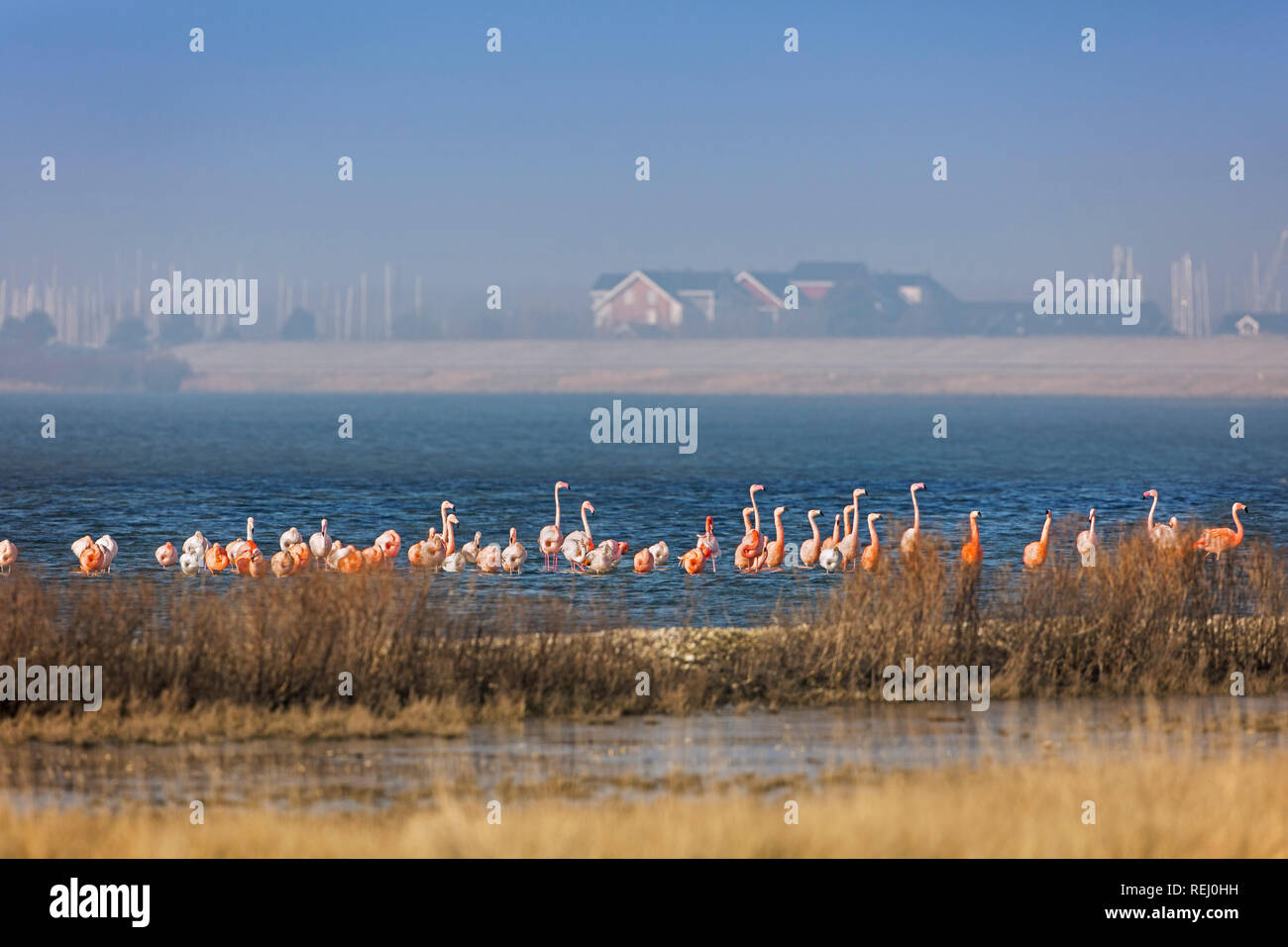 The Netherlands, Battenoord, hamlet on the island Goeree-Overflakkee, lake called Grevelingenmeer. Wintering place for flamingos. Stock Photo
