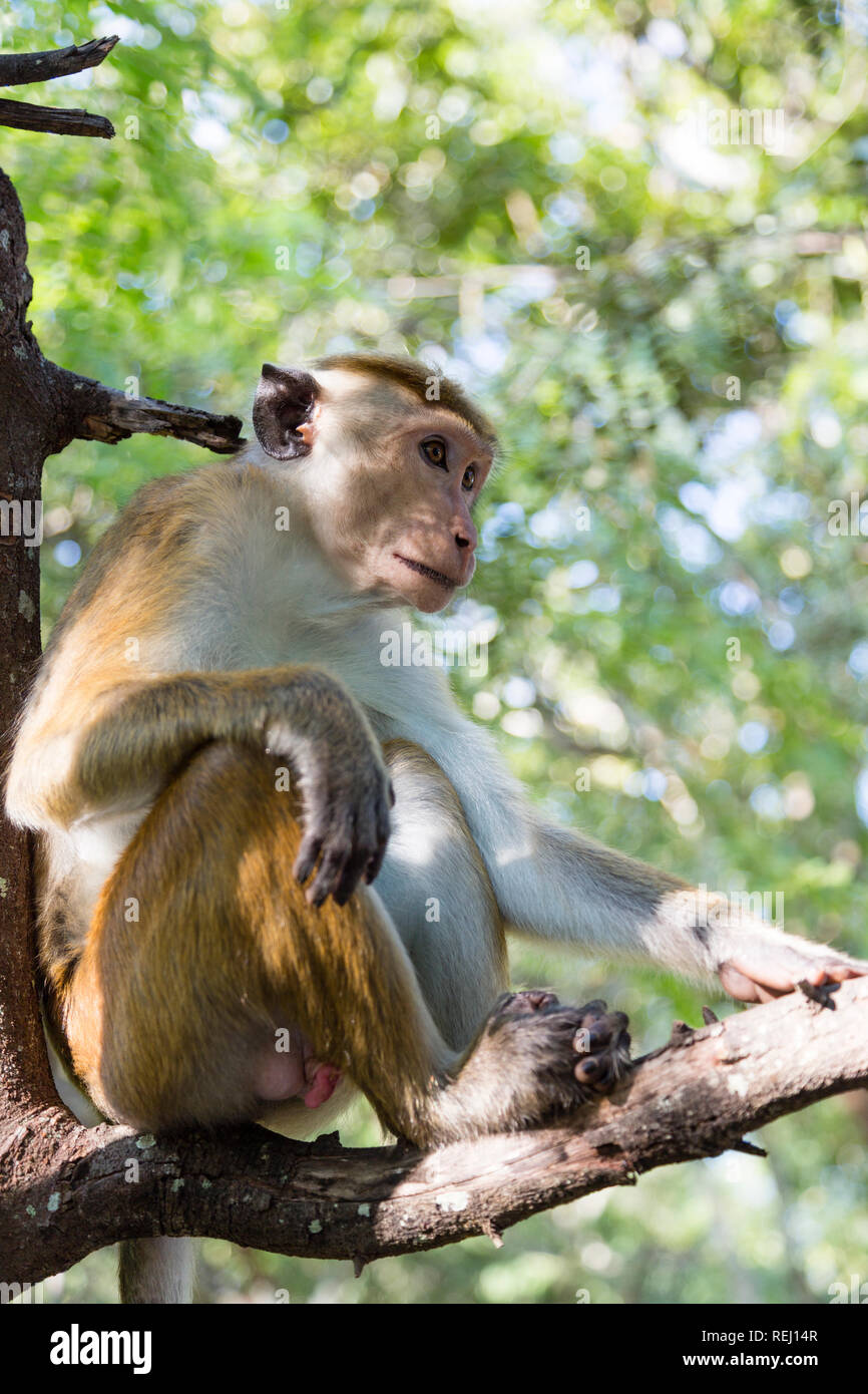 Animal monkey sri lanka hires stock photography and images Alamy