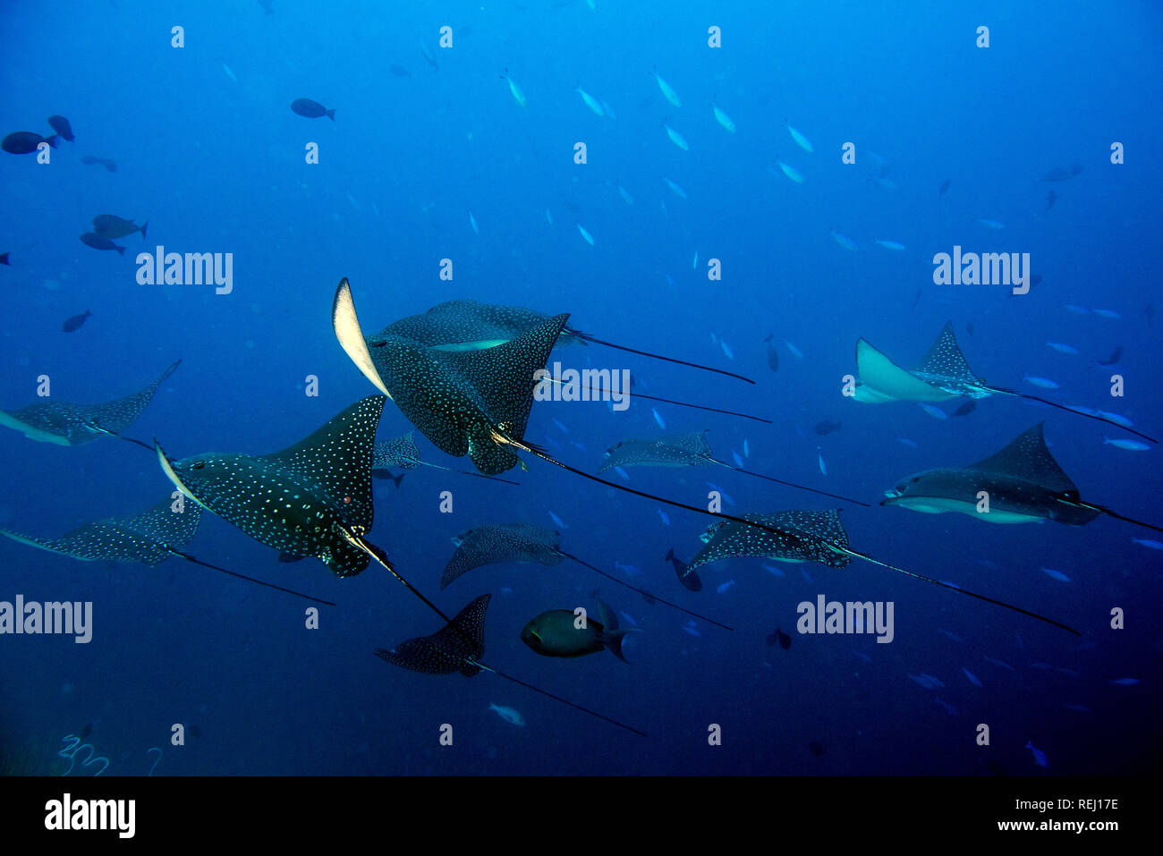 Underwater portrait of eagle ray manta in Maldives Stock Photo