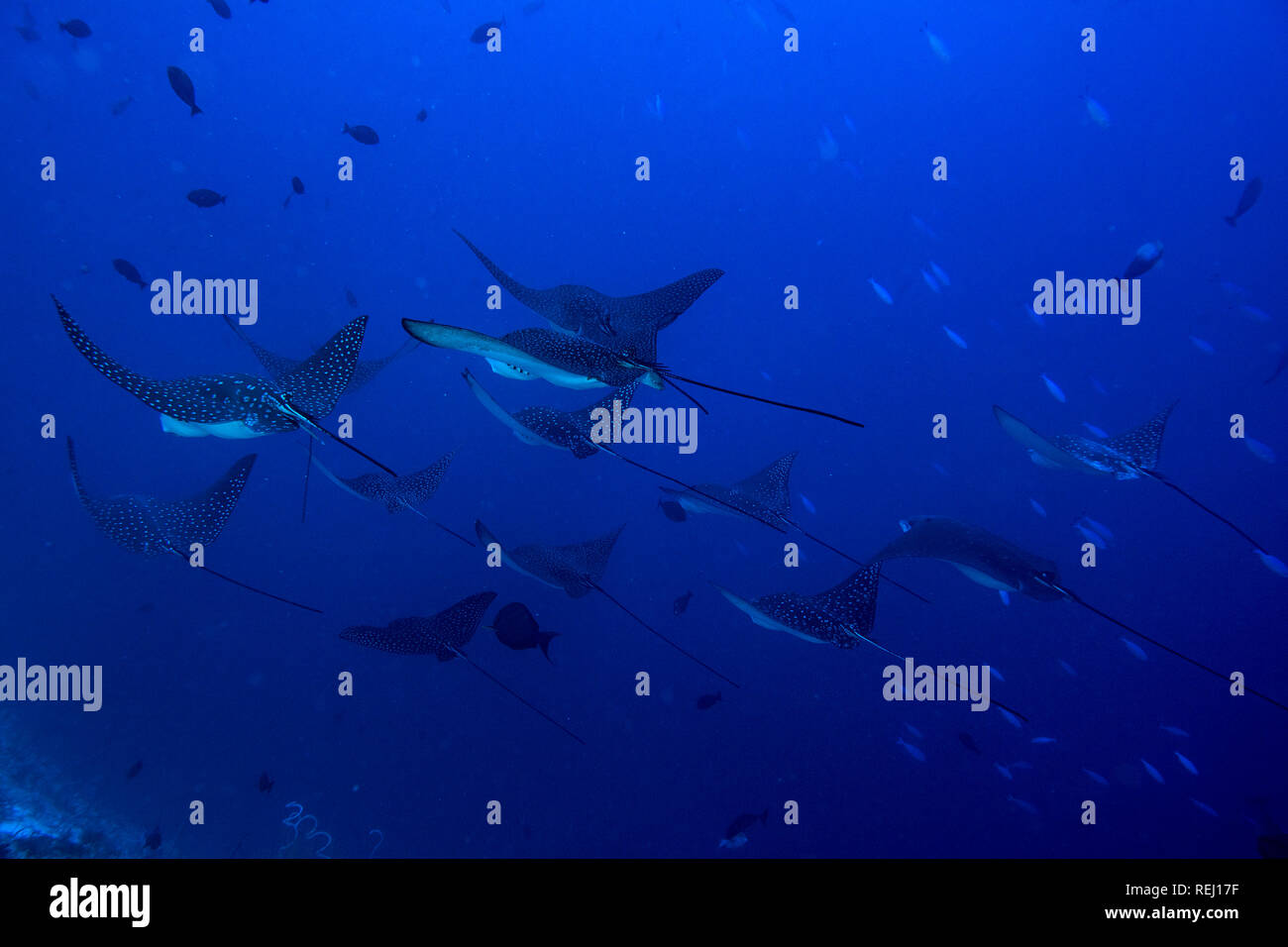 Underwater portrait of eagle ray manta in Maldives Stock Photo - Alamy