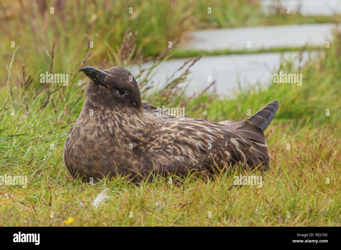 Great Skua looking delighted while nesting Stock Photo