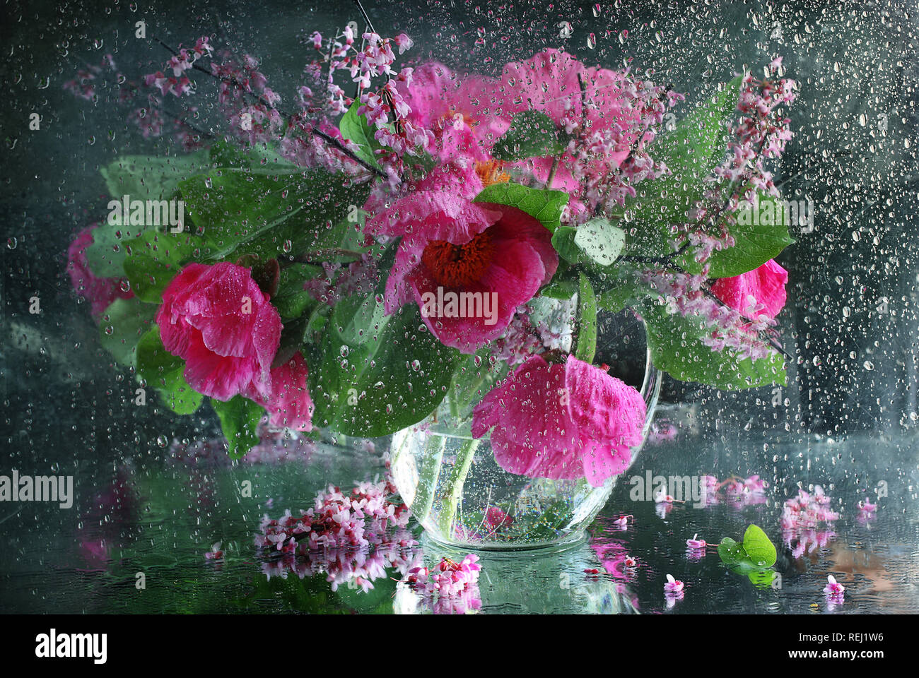 Plant behind glass drops hi-res stock photography and images - Alamy