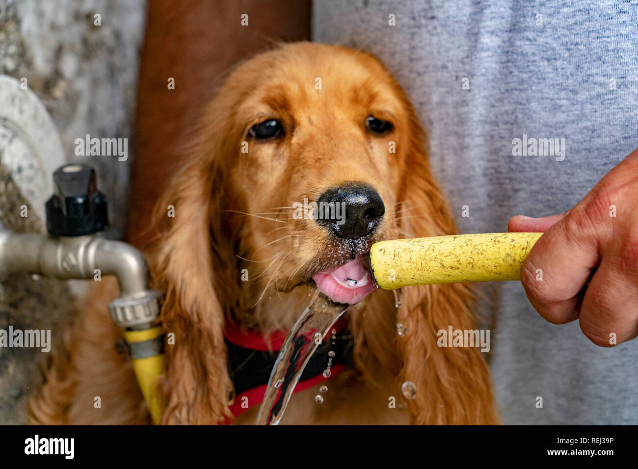 thirsty Dog puppy cocker spaniel while drinking water Stock Photo