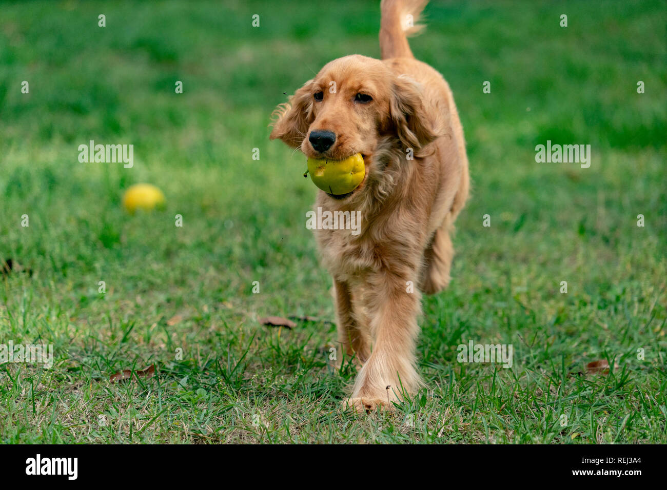 Cocker Spaniel Playing happy puppy dog cocker spaniel playing in the courtyard Stock Photo - Alamy