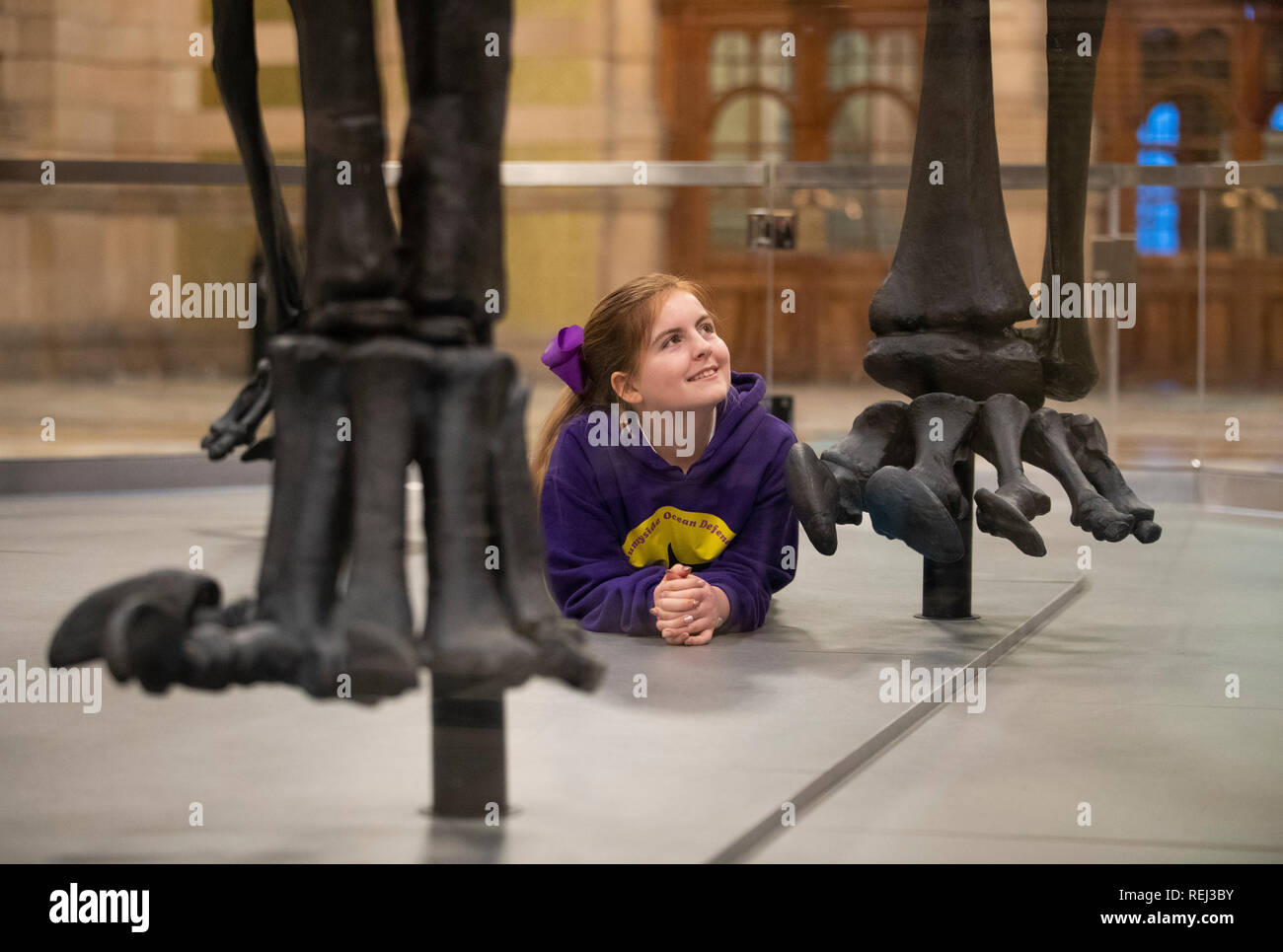 Emillie McQuade, 11, from Sunnyside Primary School, takes a closer look at Dippy, the Natural History Museum London's famous diplodocus skeleton, after it was unveiled at Kelvingrove Art Gallery and Museum in Glasgow. Stock Photo