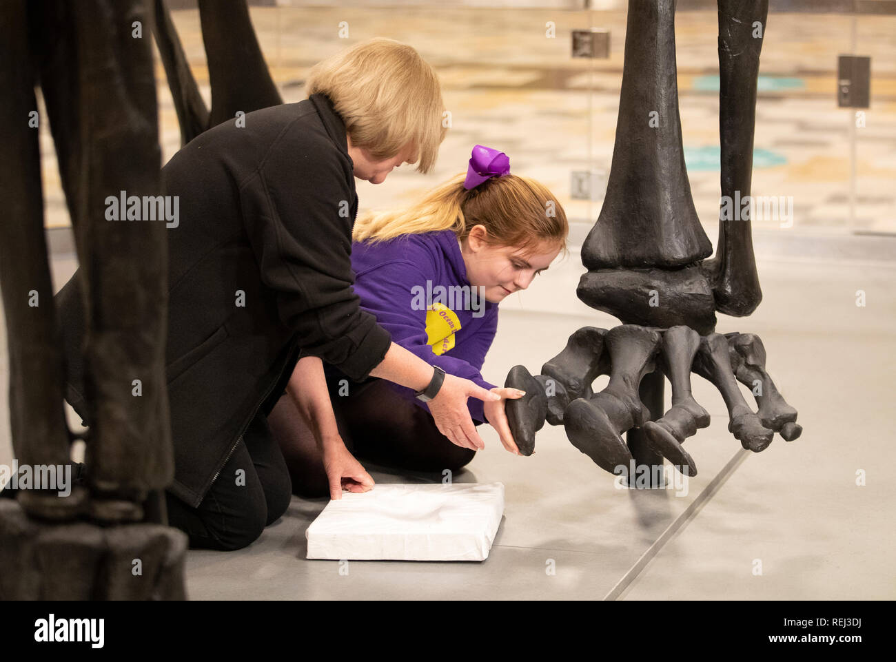 Emillie McQuade, 11, from Sunnyside Primary School, helps head of conservation Lorraine Cornish (left) insert the final toe bone of Dippy, the Natural History Museum London's famous diplodocus skeleton, before it was unveiled at Kelvingrove Art Gallery and Museum in Glasgow. Stock Photo