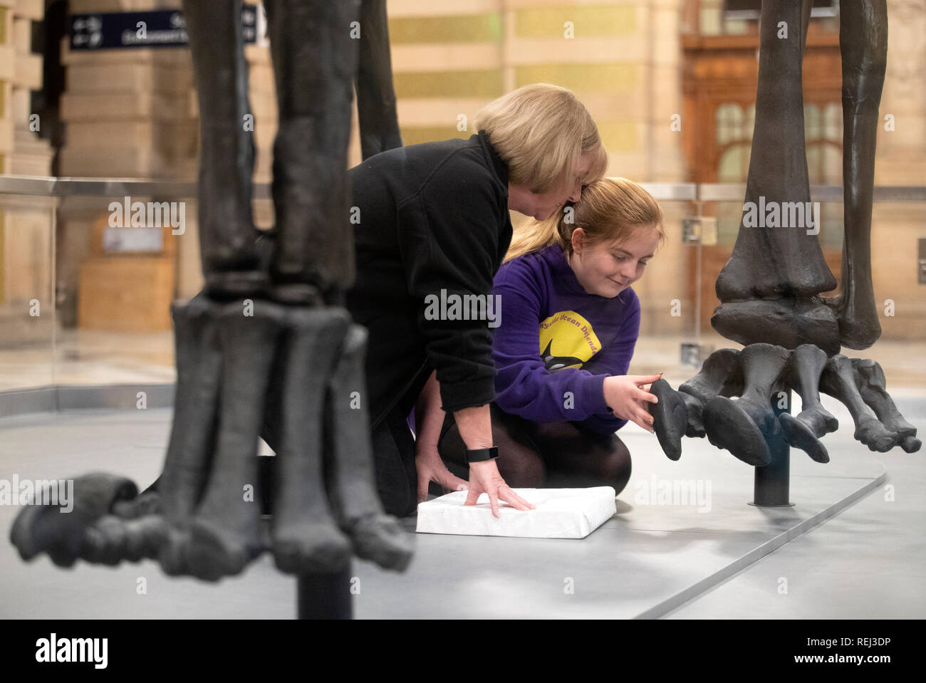 Emillie McQuade, 11, from Sunnyside Primary School, helps head of conservation Lorraine Cornish (left) insert the final toe bone of Dippy, the Natural History Museum London's famous diplodocus skeleton, before it was unveiled at Kelvingrove Art Gallery and Museum in Glasgow. Stock Photo