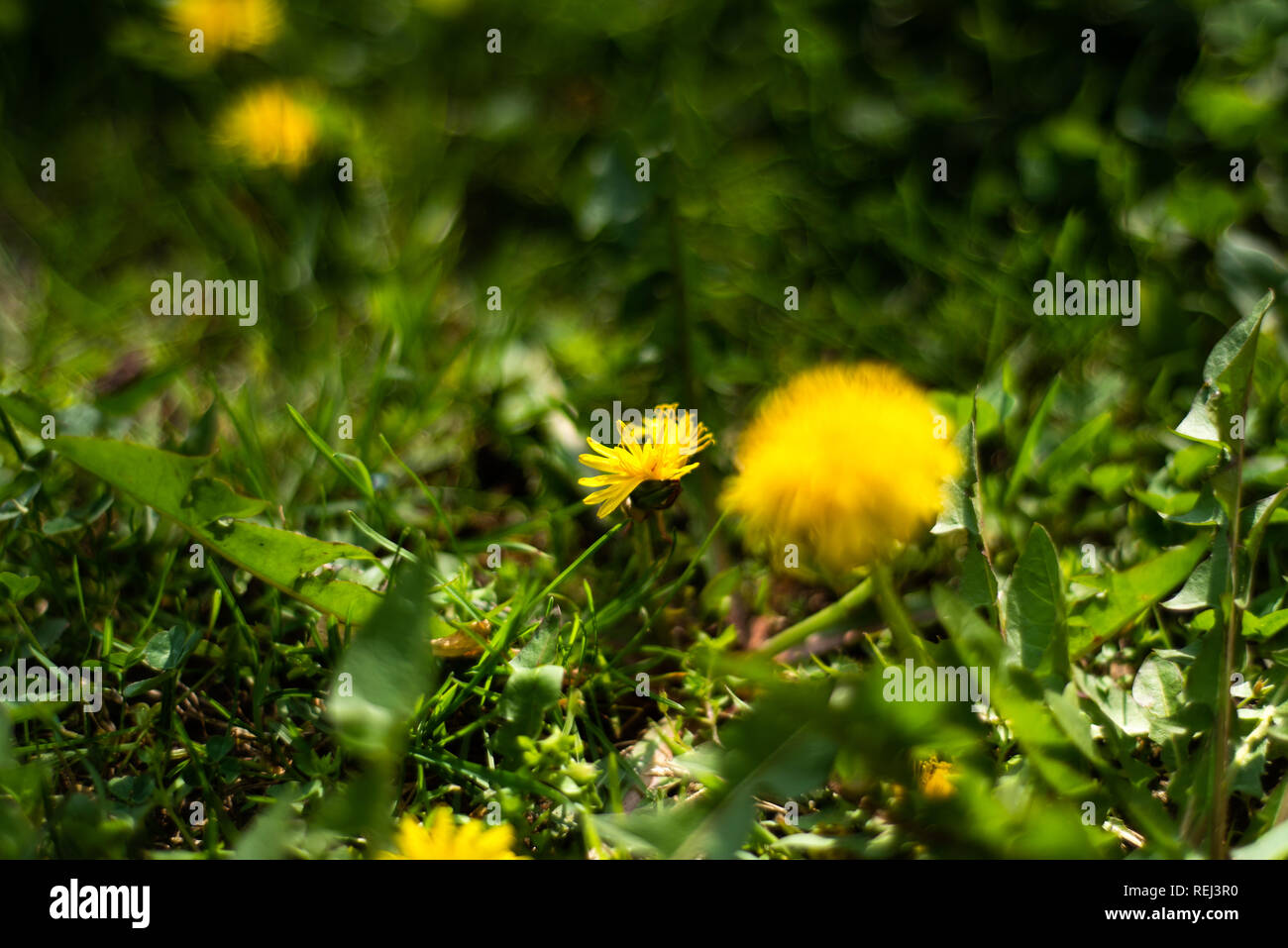 Yellow dandelions in the grass field, spring time Stock Photo