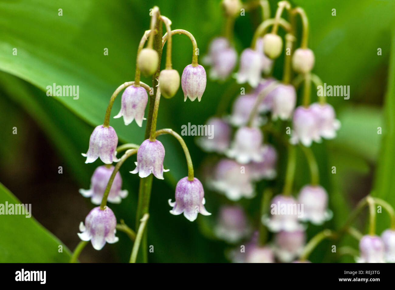Lily of the Valley Convallaria majalis 'Rosea' Stock Photo