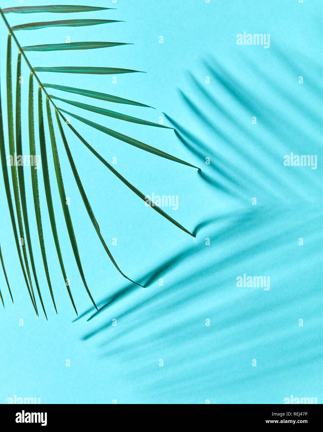 Natural layout of a green palm leaf on a blue background with a copy of ...