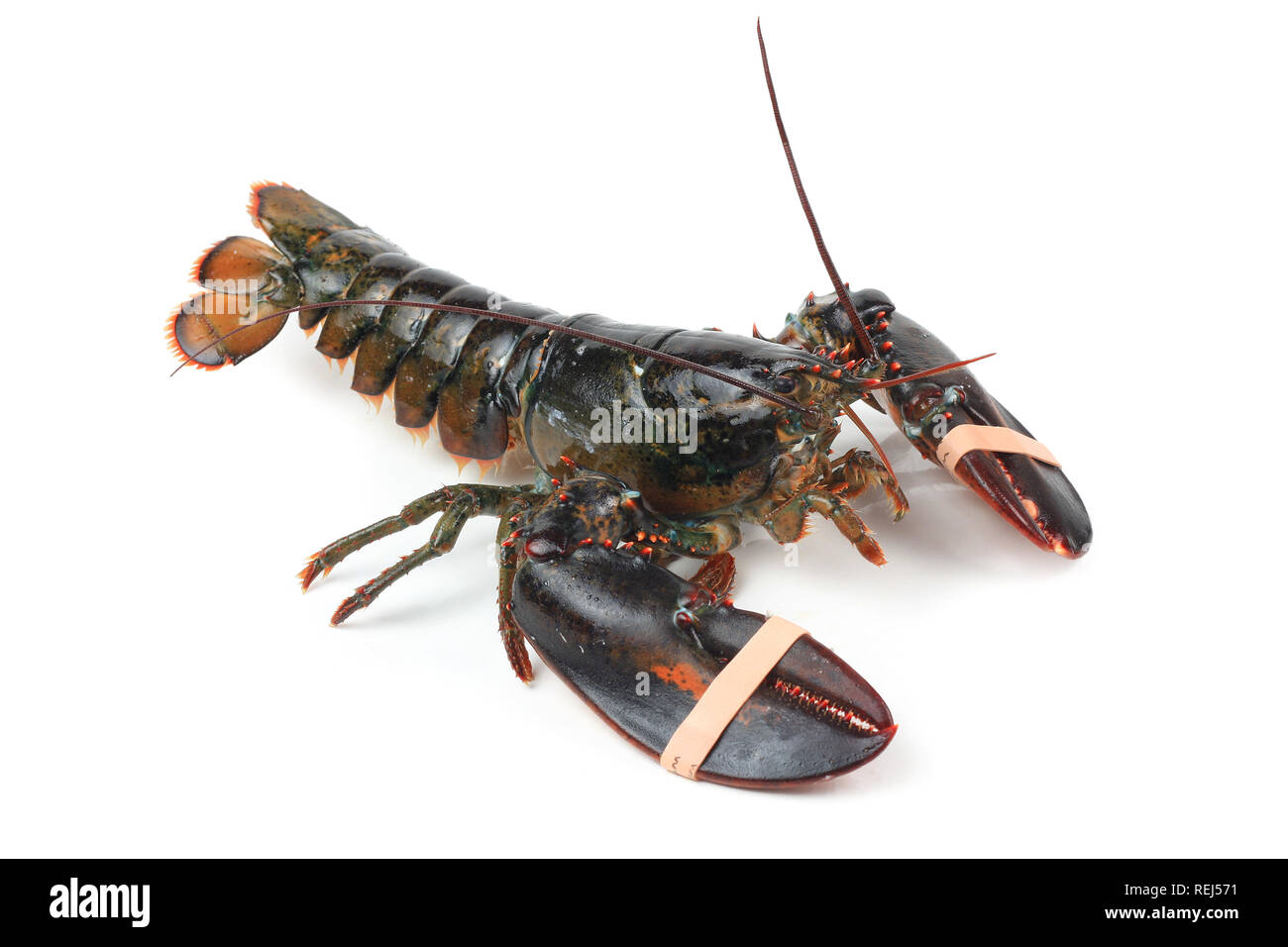 Alive lobster with tied claws, isolated on white Stock Photo Alamy